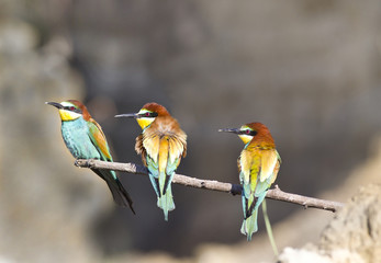Three bee-eaters