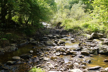 river in the forest with bridge