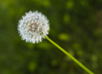 Taraxacum