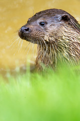 Otter