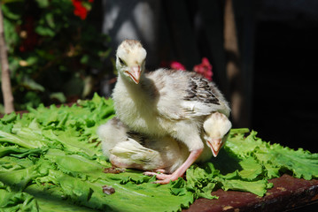 chicken