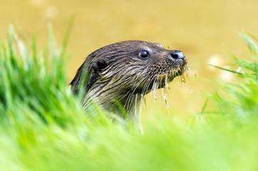 Otter
