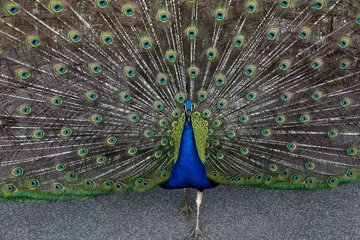 Fotobehang peacock © elenarostunova