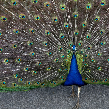 Fototapeta peacock
