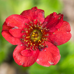 Old Geum