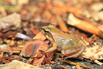 Tago's Brown Frog (Rana tagoi  tagoi) in Japan