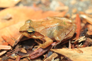 Tago's Brown Frog (Rana tagoi  tagoi) in Japan