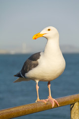 Obraz premium seagull