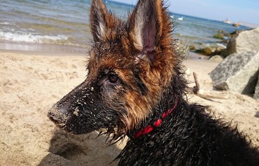 Wet German Shepherd © lucassi