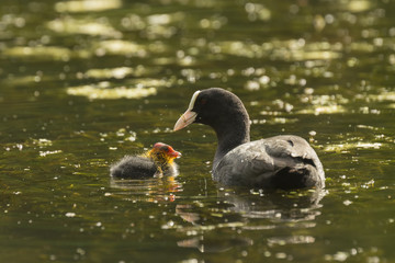 Coot feeding chick