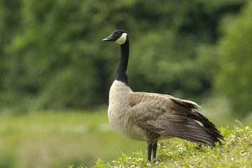 Elegant Canada Goose