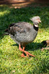 Iguazu Bird Sanctuary