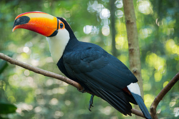 Iguazu Bird Sanctuary