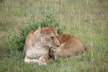 lion