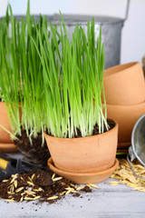 Green grass in flowerpots and gardening tools, on wooden table