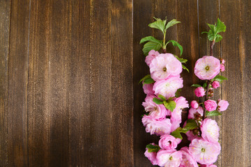 Naklejka na ściany i meble Beautiful fruit blossom on wooden background
