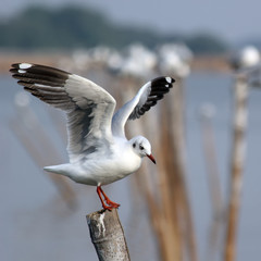 seagull