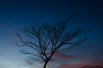 Tree at dawn.