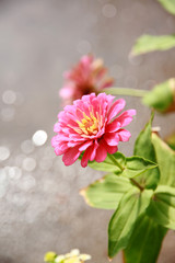 Pink chrysanthemum flower.