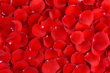 Fototapety  Beautiful petals of red roses close-up