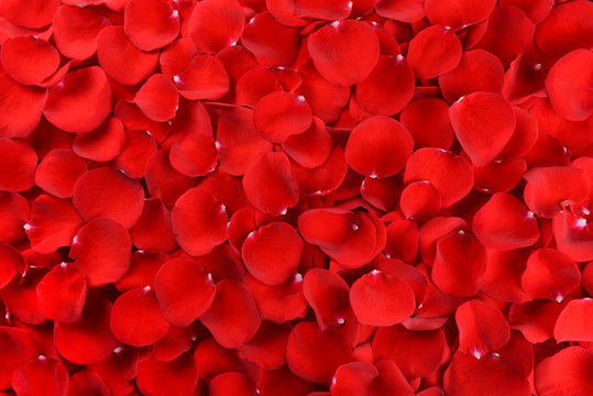 Beautiful petals of red roses close-up