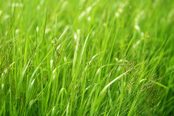 Beautiful green grass in field