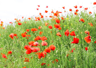 Poppy flowers, outdoors