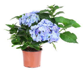 Hydrangea in flowerpot isolated on white