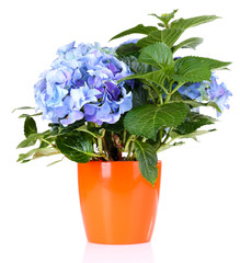 Bouquet of hydrangea in flowerpot isolated on white