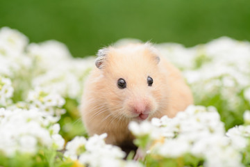 花畑とキンクマハムスター