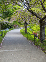 Pathway in a blossoming garden