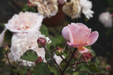 Naklejka na ściany i meble roses in the garden