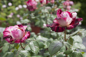roses in the garden