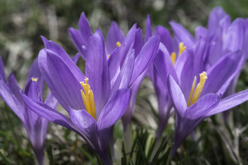 Blue crocus