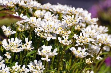 Schleifenblume