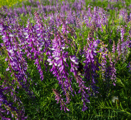 Obraz premium flowering plant