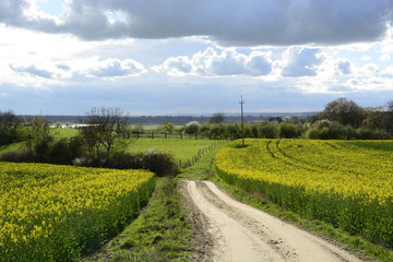 Field painted the color of rape