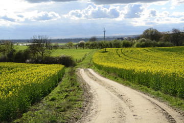 Field painted the color of rape