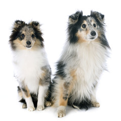 shetland puppy and adult