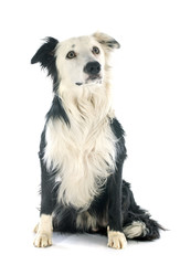 border collie