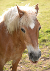 Fototapeta premium Haflinger