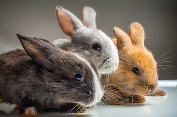 Kaninchen © PIXELGESTALT