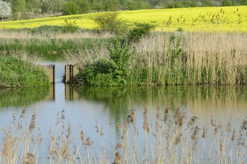 Field painted the color of rape