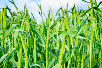 Corn Young Green Plants