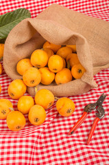 Freshly picked loquats