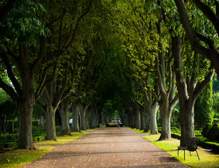 Fototapeta na wymiar Alley of trees on the graveyard, Lund, Sweden