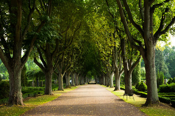 Fototapeta na wymiar Alley of trees on the graveyard, Lund, Sweden