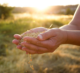 Farmer's hands full of corn