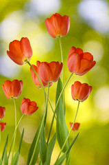 image of flowers tulips on a green background