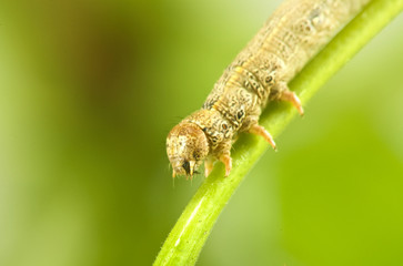 image of caterpillar on a branch on a green background